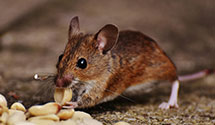 24 Hour & Emergency Exterminators in Tamaya, NM